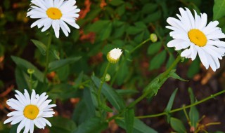 大滨菊花语（大滨菊花语代表什么意思）