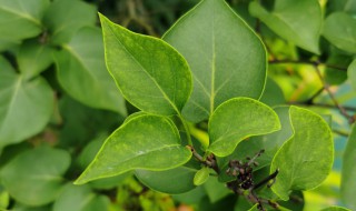 丁香花花的花语（丁香花花的花语是什么）