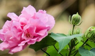 芙蓉花的寓意和花语（芙蓉花代表什么象征意义）