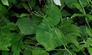 鸭儿芹怎么吃 鸭儿芹怎么吃图片