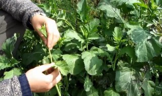 野腊菜的功效（野腊菜的功效食用方法）