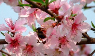 桃花如何旺风水（桃花在风水学怎么说）