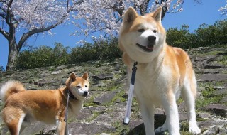 秋田犬如何饲养 秋田犬如何饲养视频