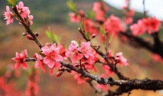 带什么东西招桃花运 什么东西招桃花运最厉害