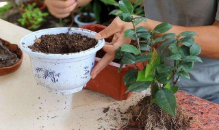 水培茶花长根上盆方法 水培茶花方法视频