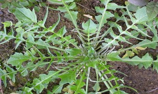 荠菜根可以吃吗（荠菜能吃吗）