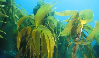 海底里的植物海带和海草的特点（海底里的植物海带和海草的特点是什么）