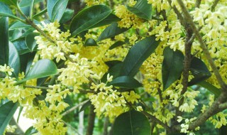 桂花树几年才会开花 桂花树几年才会开花