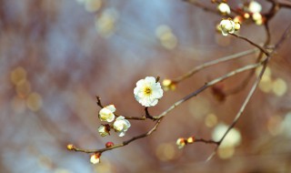 立春节气古诗词 立春节气古诗词卡片