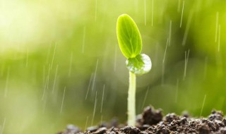 嫩芽是什么意思 嫩芽是什么意思?嫩芽的图片