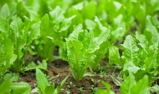 有机蔬菜怎么种植（有机蔬菜怎么种植 如何去虫害）