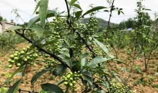 花椒树怎么种植（花椒树怎么种植成活高）