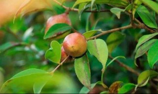 油茶种植技术 油茶种植技术规程