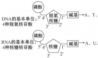 核苷酸的作用（核苷酸的作用与功效是什么）