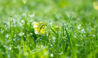 雨水节气养生知识（雨水节气养生知识内容）