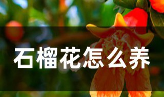 石榴花怎么养殖方法（石榴花怎么养殖方法,怎么养才长得好_三联）