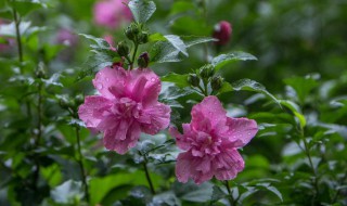 小木槿花期 小木槿花期多长时间