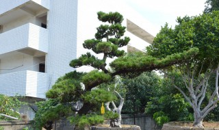 黑松怎样修剪和造型（黑松怎样修剪造型教程视频）