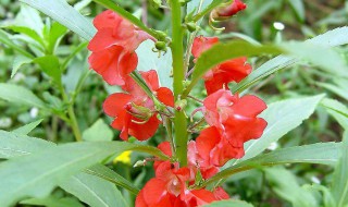 凤仙花雄蕊和雌蕊的特点（凤仙花雄蕊特征）