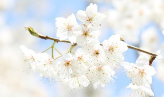 樱桃花怎么授粉（樱桃花授粉方式）