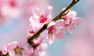 桃花茶怎么泡 桃花茶怎么泡好喝