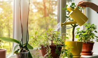 室内植物如何选择才正确 室内植物如何选择才正确呢