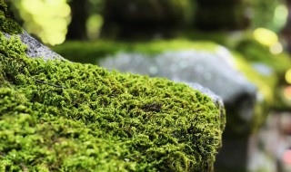 苔藓植物介绍（苔藓植物介绍）