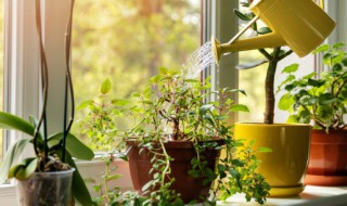 种子植物是什么（地球上最高等的种子植物是什么）