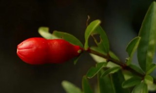 石榴花对家居环境的影响 石榴花适合家里养吗