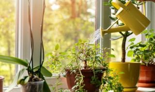 室内观叶植物简介（室内观叶植物简介怎么写）