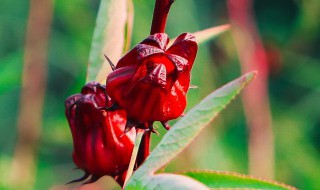 洛神花茶怎么喝 洛神花茶怎么喝最健康