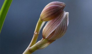 兰花有花苞了怎么养护 兰花有花苞了怎么养护和管理