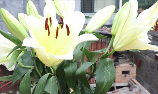 百合花怎么养水里 百合花怎么养水里放多少水