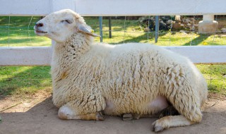 羊怎么养长得快 羊怎么养长得快一些