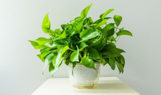 绿萝水养怎么养 绿萝水养怎么养肥料