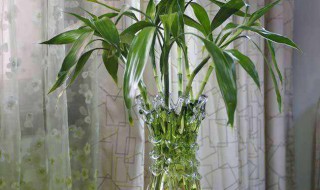 富贵竹水培怎么养（紫竹富贵竹水培怎么养）