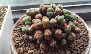 口笛多肉怎么养（口笛多肉怎么养好看）