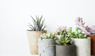 银手指多肉植物怎么养(银手指多肉植物怎么养成粗壮)