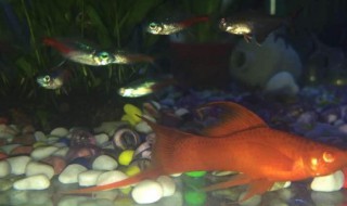 红箭鱼怎么养 红箭鱼怎么养新手养殖诀窍