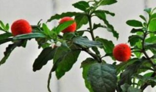 看豆花怎么养(看豆花怎么养殖)