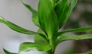 观音竹怎么养水培（观音竹怎么养水培和土培）