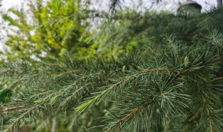 松树怎么养 松树怎么养护