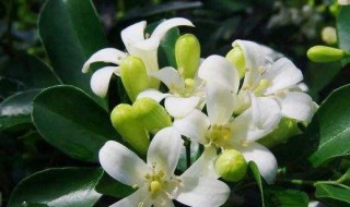 千里香花怎么养 千里香花怎么养?