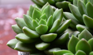 多肉要怎么养 千手多肉要怎么养