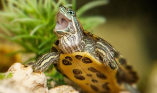 冬天怎么养龟（冬天怎么养龟龟）