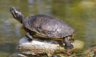 深水龟怎么养（深水龟怎么养,吃什么,要放多少水合适）