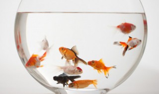 养鱼前需要怎么养水(养鱼前需要怎么养水才能养活)