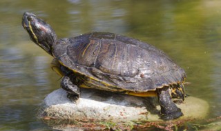 冬天龟怎么养 冬天龟怎么养才能活