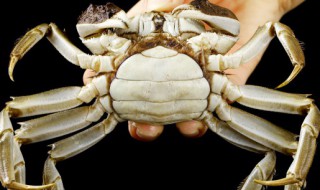 家养螃蟹怎么养(家养螃蟹怎么养图你)