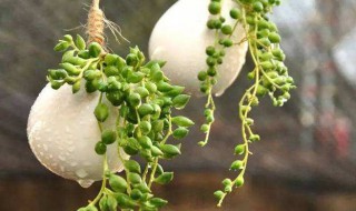 情人眼泪怎么养（情人眼泪的说说大全）